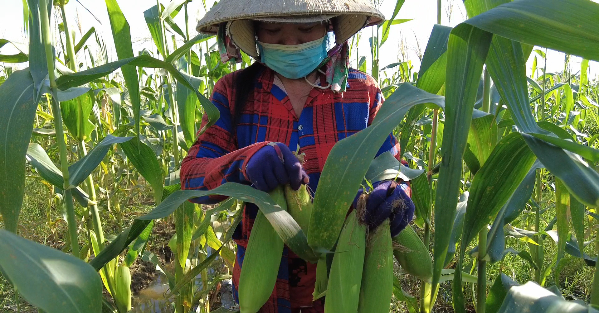 Trồng bắp Mỹ trái to bự, nông dân An Giang bẻ đến đâu thương lái tranh nhau mua hết đến đó