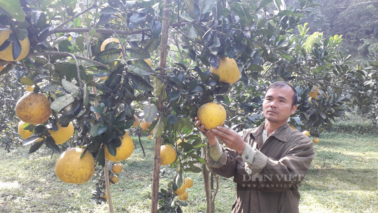 Thái Nguyên: Anh nông dân sở hữu vườn cây ăn quả hữu cơ đẹp như tranh vẽ - Ảnh 5.