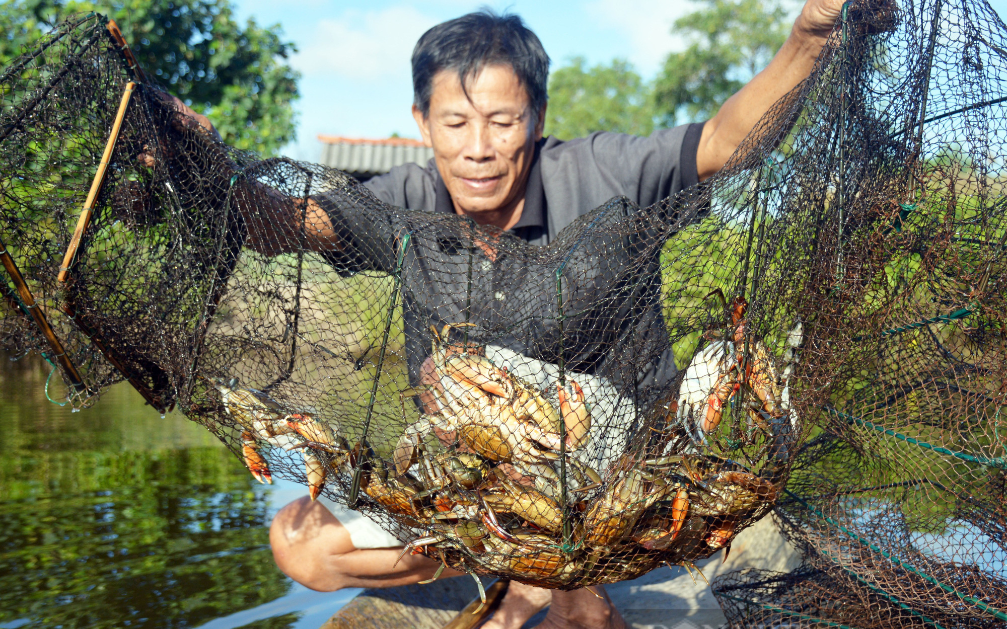 Trung Quốc đóng cửa khẩu, giá cua Cà Mau giảm mạnh 100.000 đồng/kg