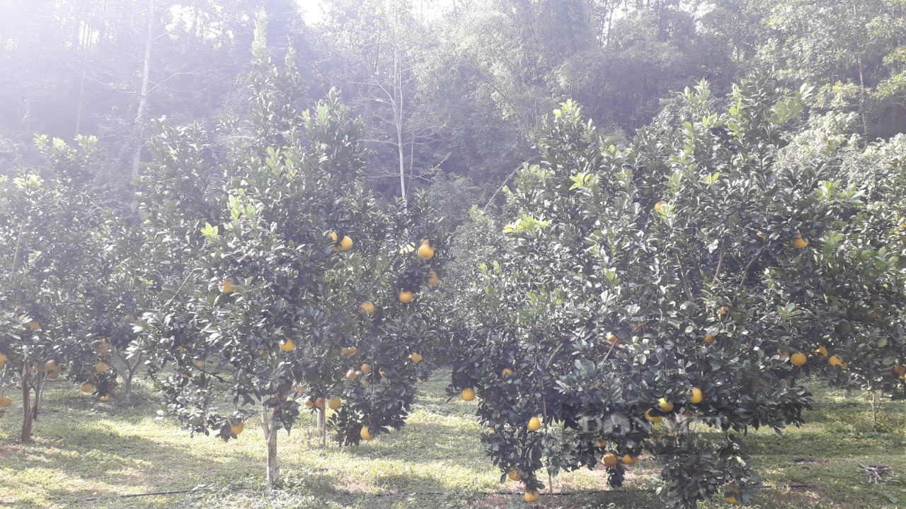 Thái Nguyên: Anh nông dân sở hữu vườn cây ăn quả hữu cơ đẹp như tranh vẽ - Ảnh 8.