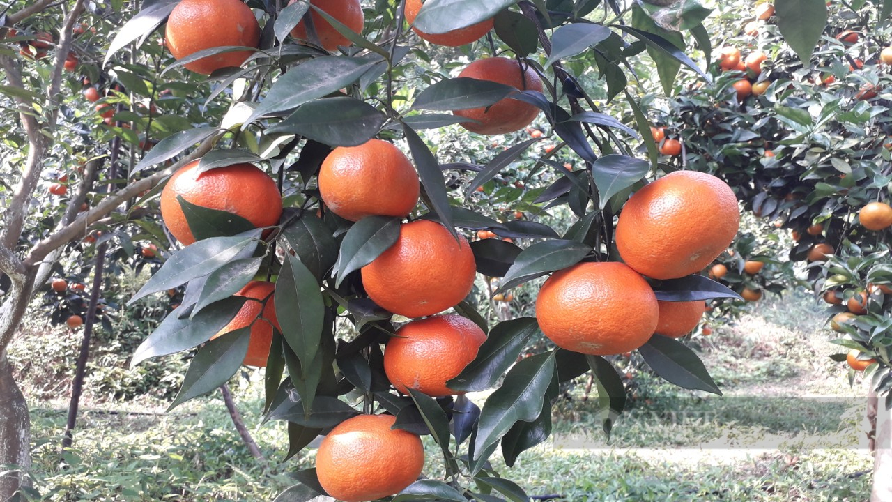 Thái Nguyên: Anh nông dân sở hữu vườn cây ăn quả hữu cơ đẹp như tranh vẽ - Ảnh 6.
