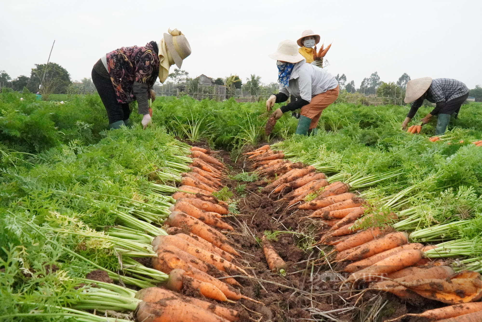 Nông dân trồng cà rốt ở Bắc Ninh trúng lớn, có nơi cho giá trị lên tới 500 triệu đồng/ha - Ảnh 2.