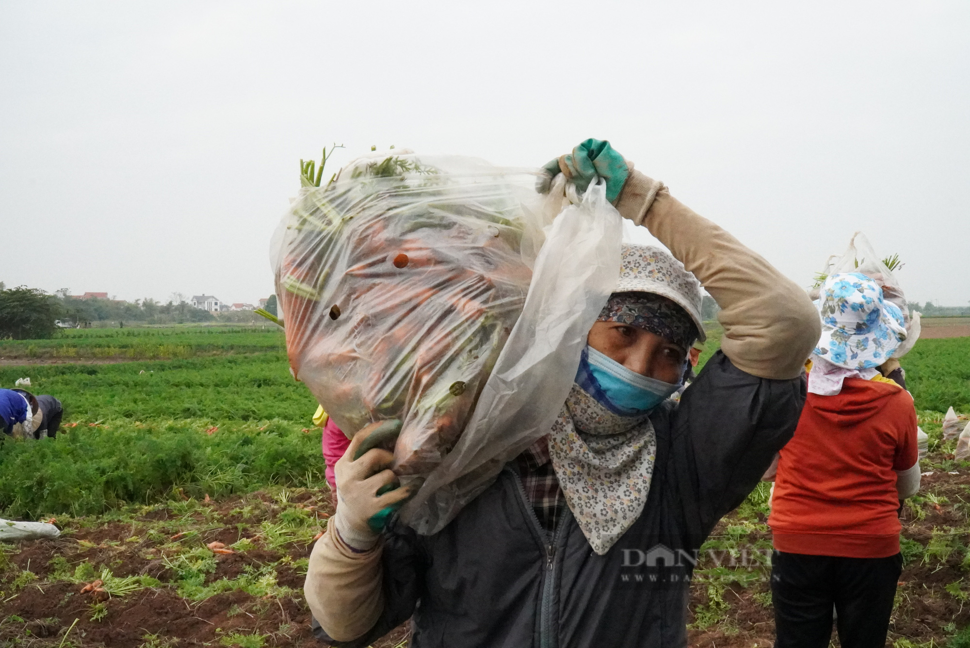 Nông dân trồng cà rốt ở Bắc Ninh trúng lớn, có nơi cho giá trị lên tới 500 triệu đồng/ha - Ảnh 4.