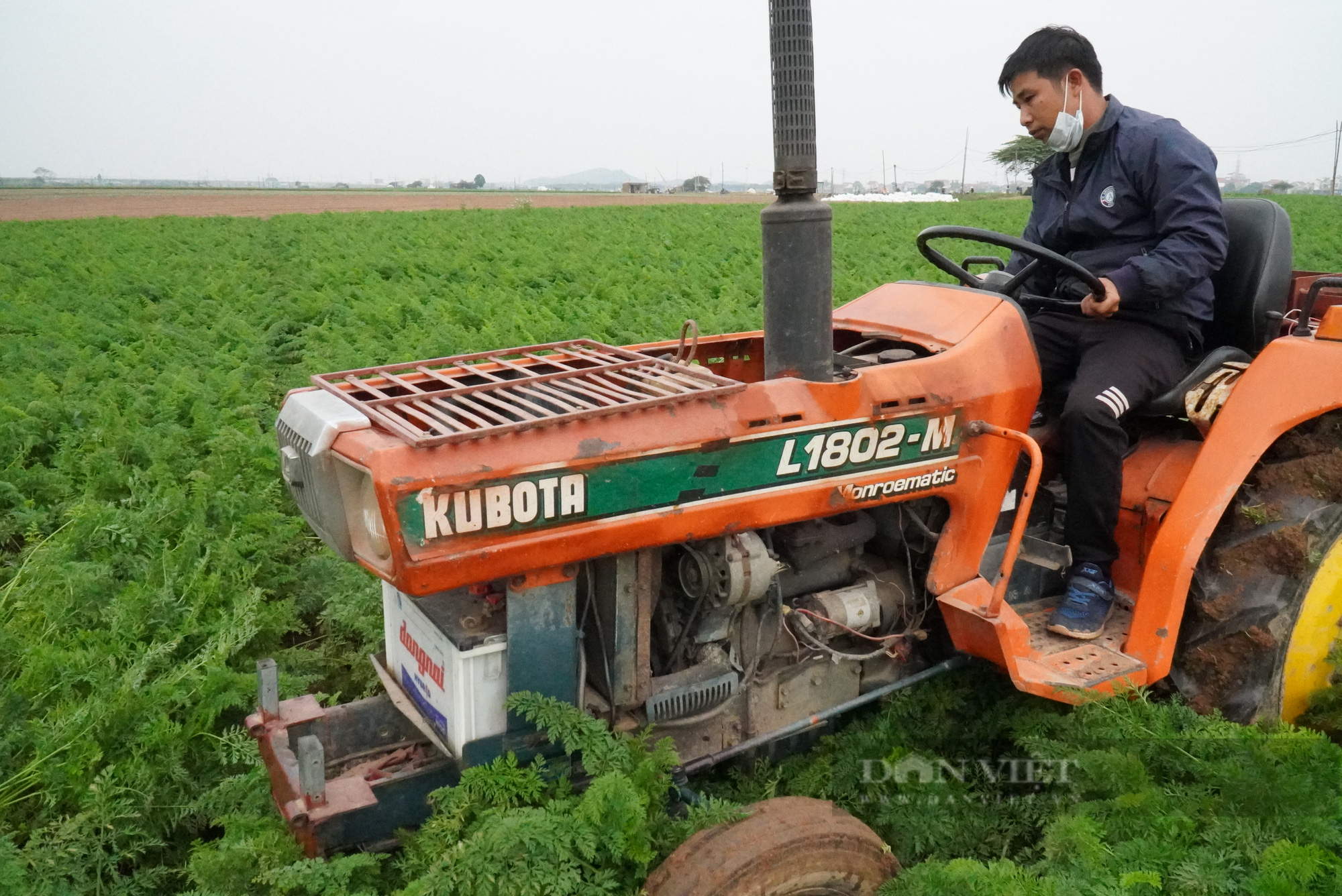 Nông dân trồng cà rốt ở Bắc Ninh trúng lớn, có nơi cho giá trị lên tới 500 triệu đồng/ha - Ảnh 1.