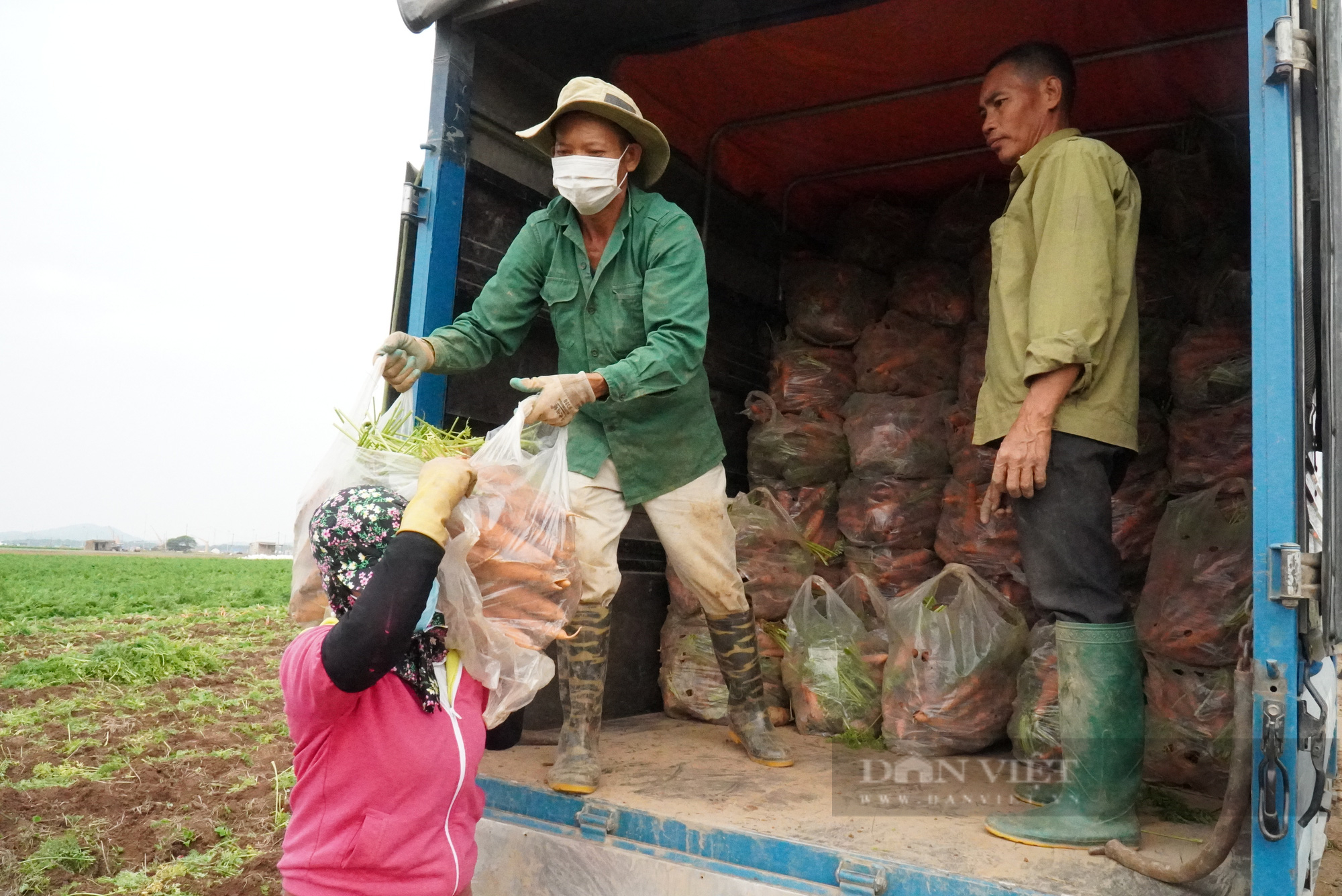 Nông dân trồng cà rốt ở Bắc Ninh trúng lớn, có nơi cho giá trị lên tới 500 triệu đồng/ha - Ảnh 5.