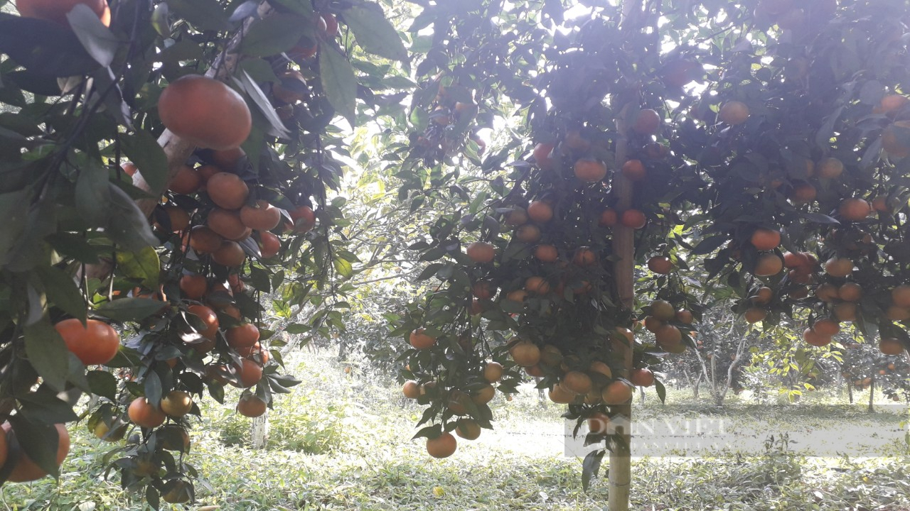 Thái Nguyên: Anh nông dân sở hữu vườn cây ăn quả hữu cơ đẹp như tranh vẽ - Ảnh 9.