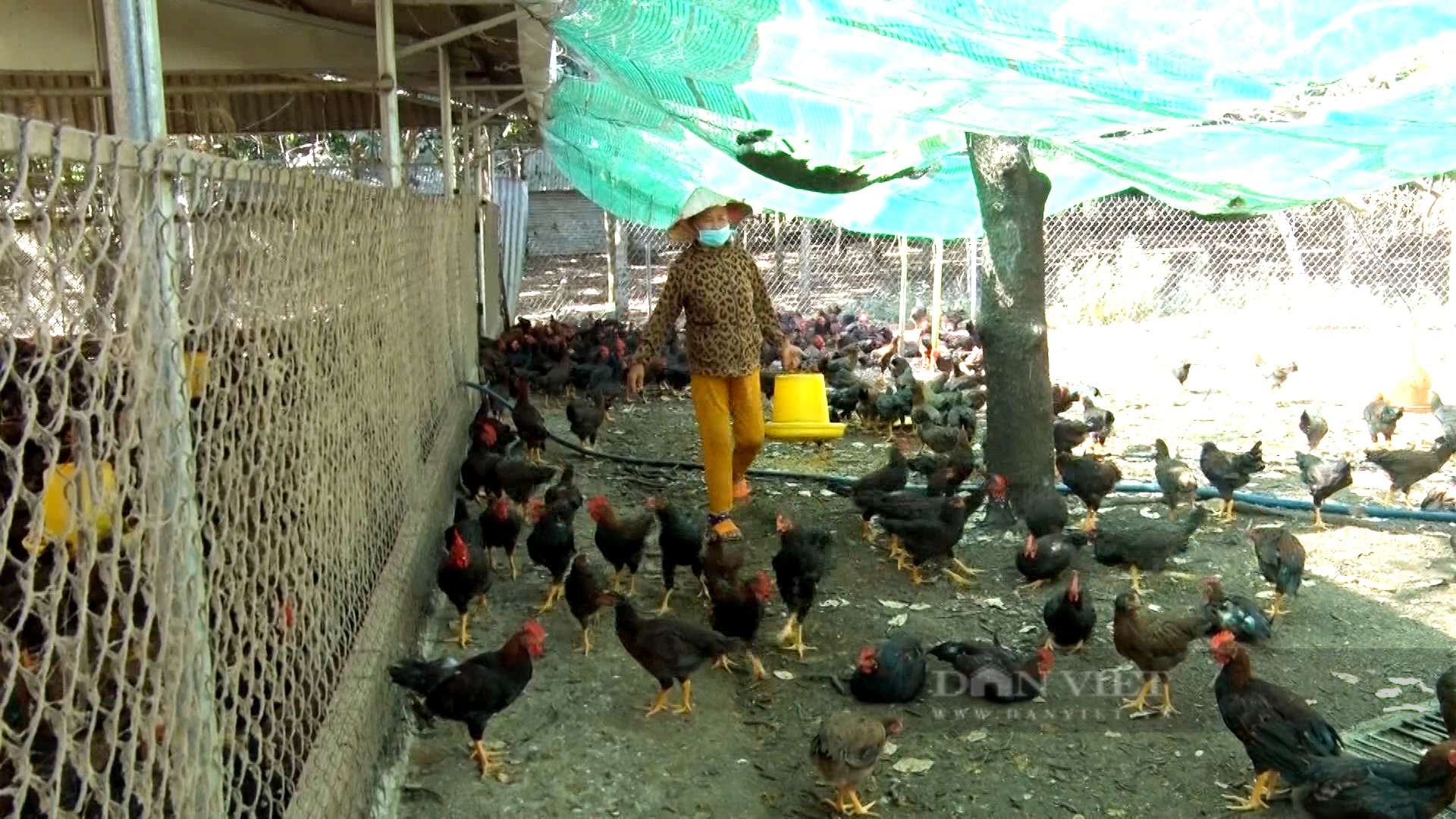 Giá gà tre thịt tăng kỷ lục, làng gà ăn Tết sớm - Ảnh 4.