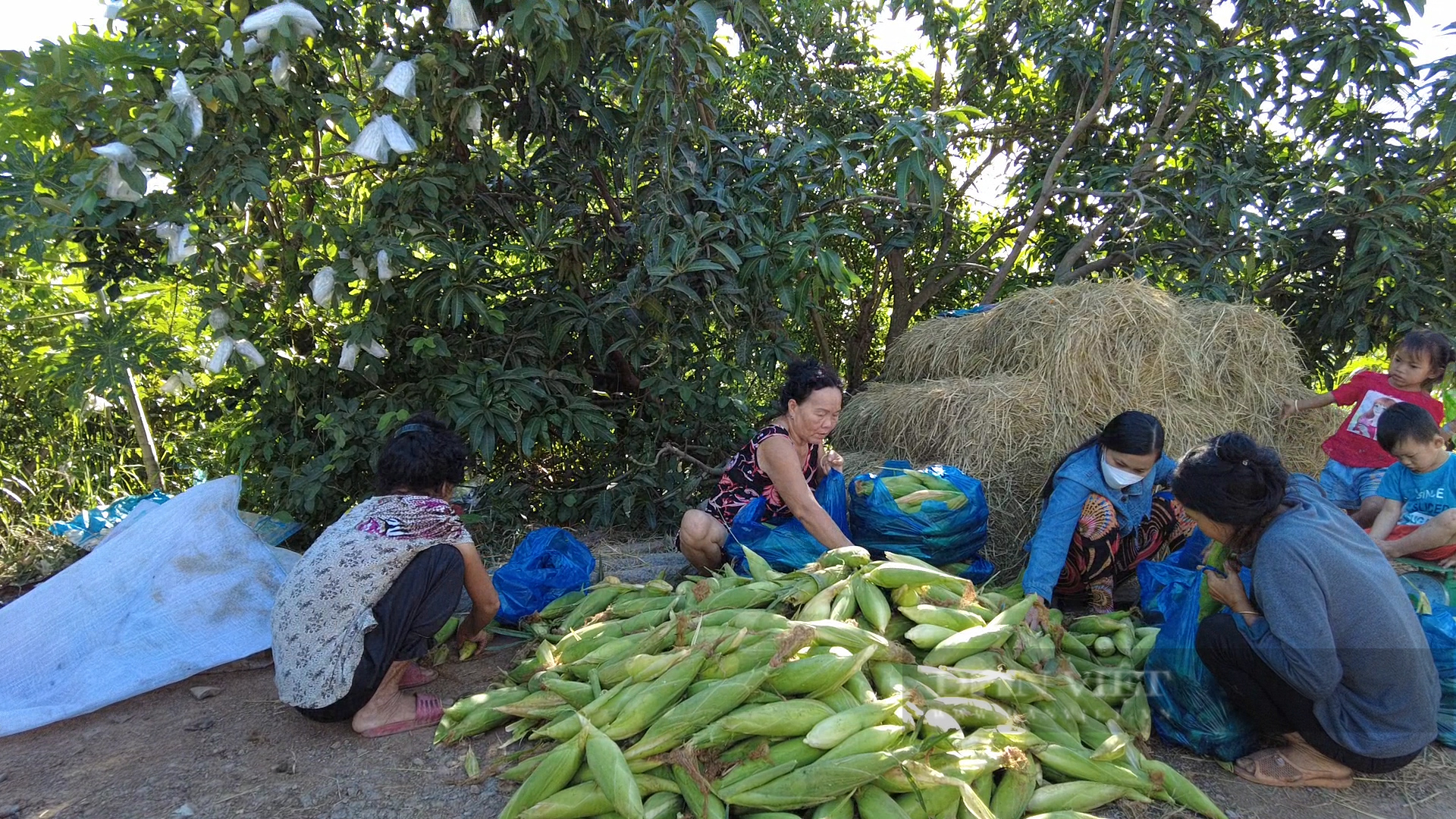 Trồng bắp lạ, trái to bự, anh nông dân tỉnh An Giang bẻ đến đâu thương lái vô ruộng &quot;cân tất&quot; - Ảnh 4.