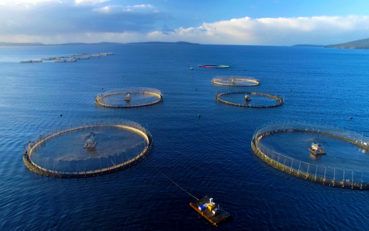 Việt Nam sẽ có 300.000ha diện tích mặt nước nuôi biển, kim ngạch xuất khẩu đạt 2 tỷ USD