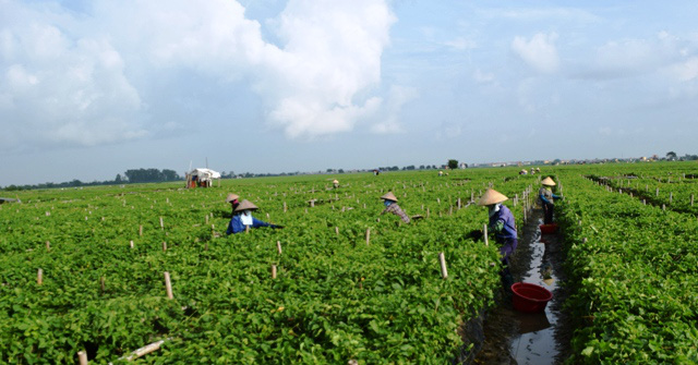 Trồng hoa thiên lý bạt ngàn xanh ngắt cánh đồng, nông dân Hải Dương hái hoa bán đắt như tôm tươi