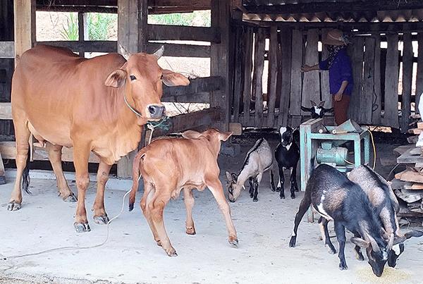 Đến km số 0 đường Hồ Chí Minh trong kháng chiến chống Mỹ xem nông dân sử dụng vốn ưu đãi của Chính phủ - Ảnh 3.