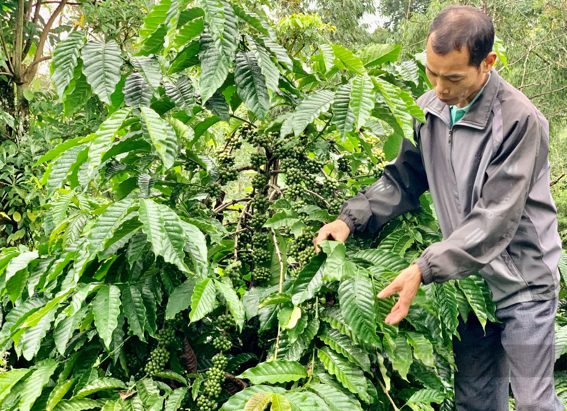 Giá cà phê tăng cao, làm thế nào để giảm chi phí đầu vào khi giá phân bón tăng vọt? - Ảnh 2.