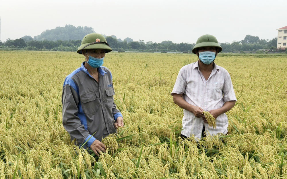 Bắc Ninh: "Cả làng" ở thành phố này "chung thủy" chỉ cấy giống lúa nếp gì mà mỗi năm "ẵm" về hơn 50 tỷ?
