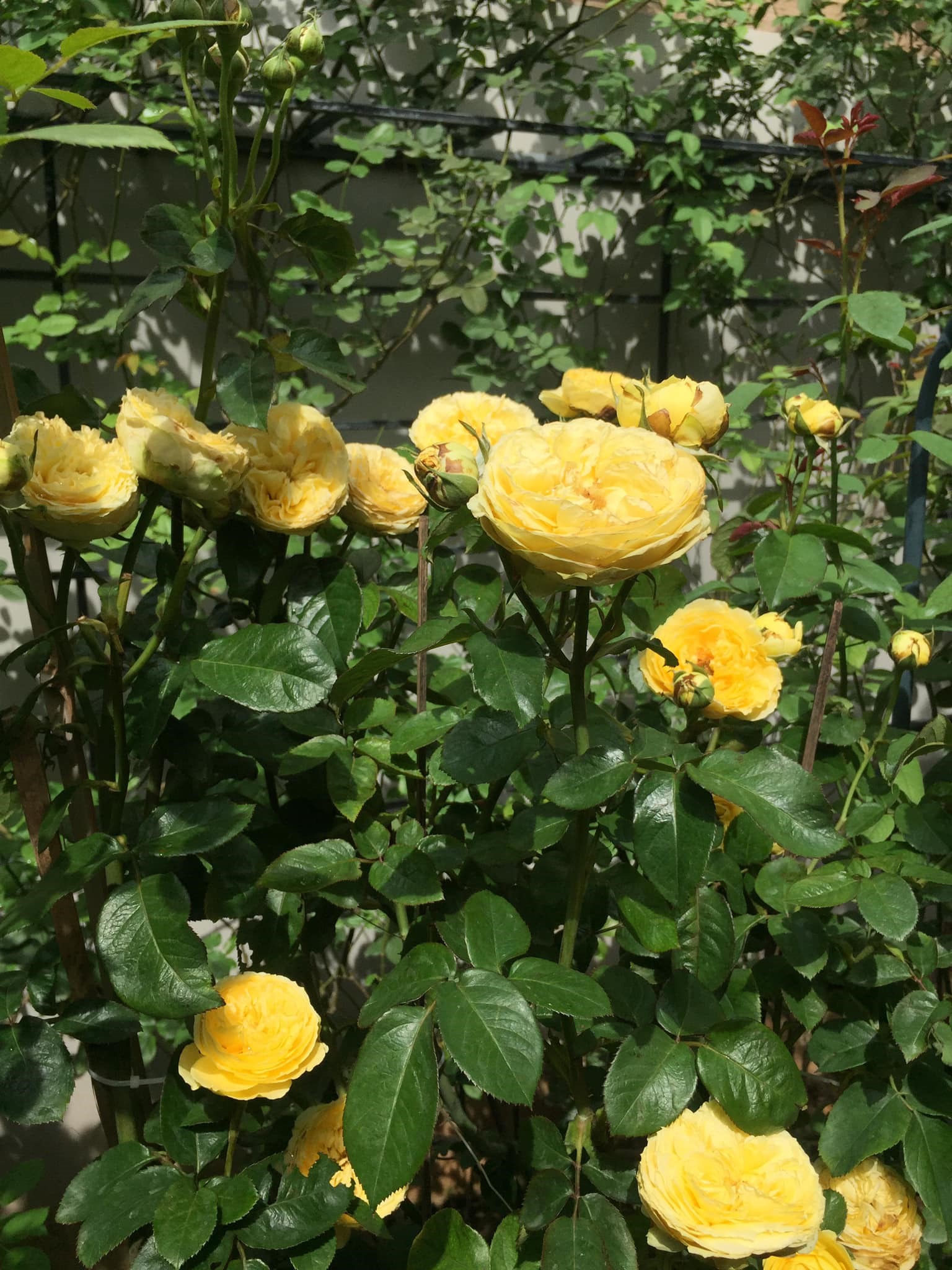 Khu vườn phủ đầy hoa hồng của ông bố Sài Thành - Ảnh 3.