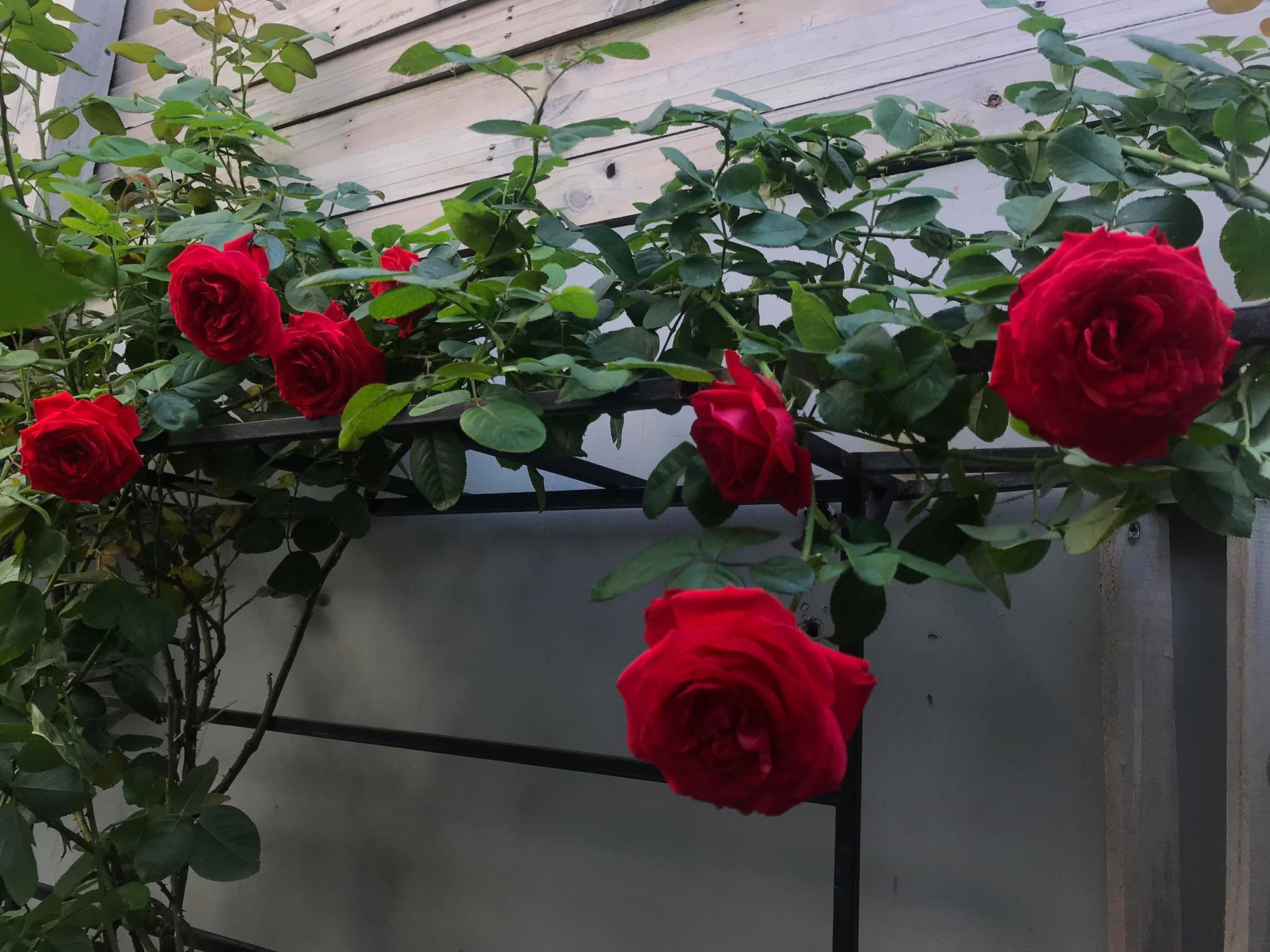 Khu vườn phủ đầy hoa hồng của ông bố Sài Thành - Ảnh 8.