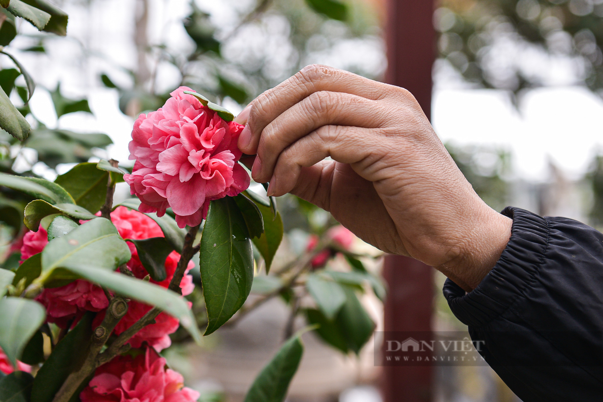 Ghé thăm vườn hoa trà trị giá bạc tỉ của anh nông dân tại Hưng Yên - Ảnh 9.