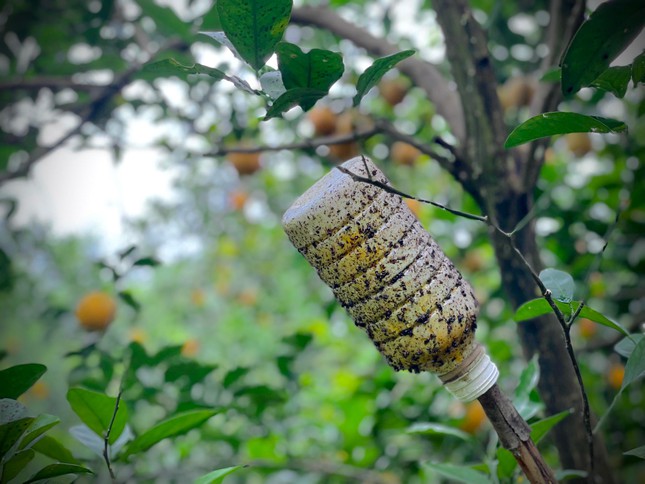 'Thủ phủ cam' chín vàng rực cả khu đồi, người dân 'ém hàng' chờ Tết - Ảnh 8.