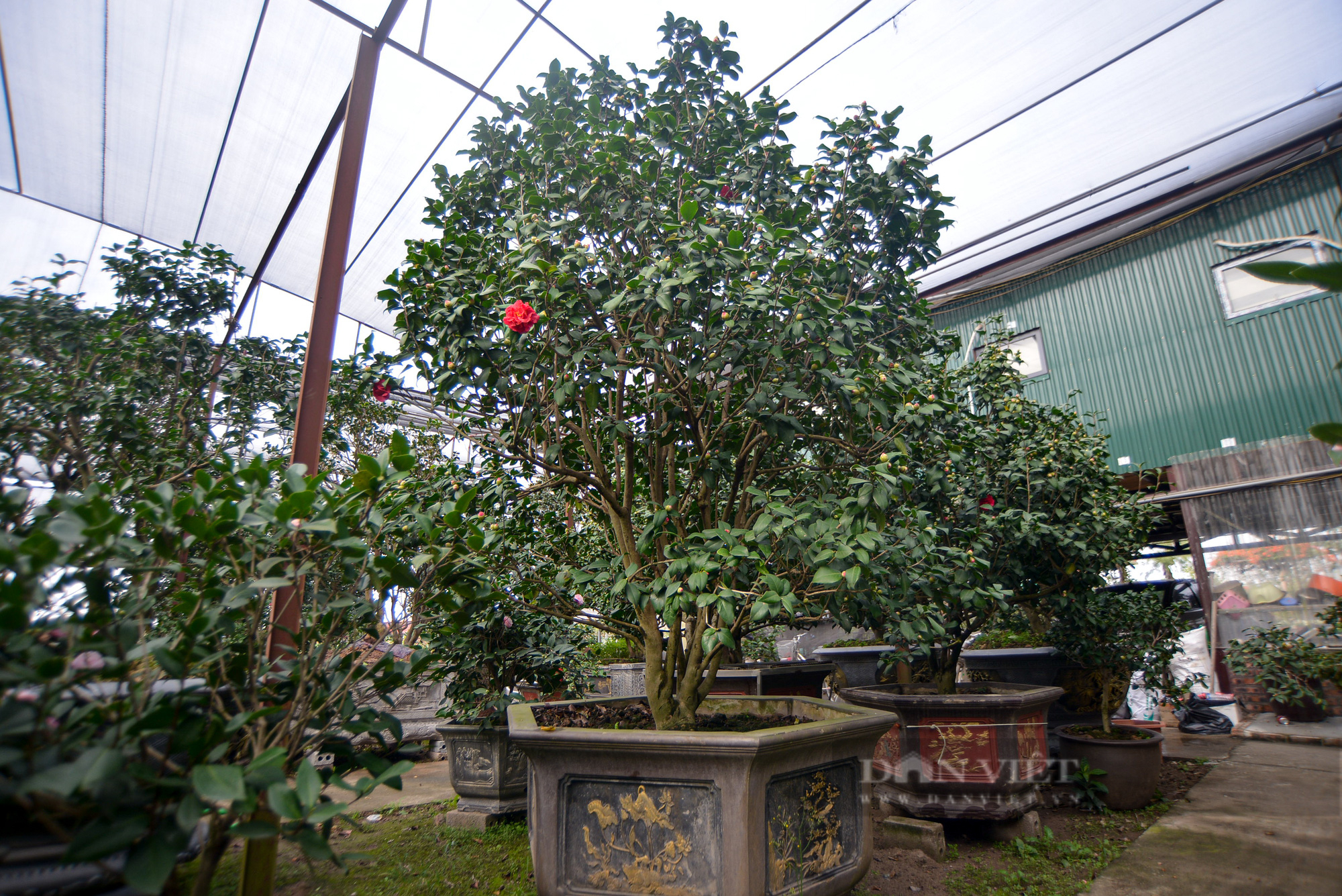 Ghé thăm vườn hoa trà trị giá bạc tỉ của anh nông dân tại Hưng Yên - Ảnh 11.