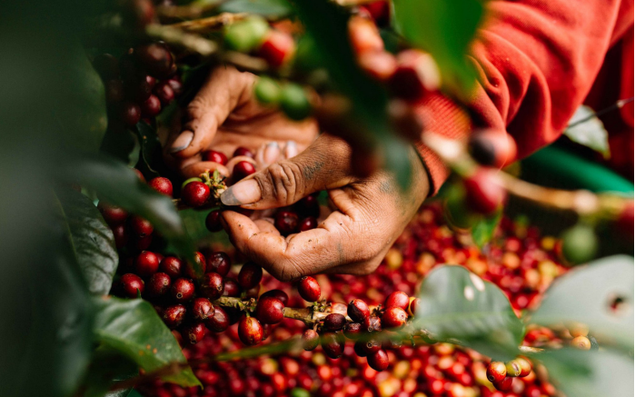 Nguồn cung Robusta từ Việt Nam bị chậm lại, giá cà phê có còn tăng tới đây?