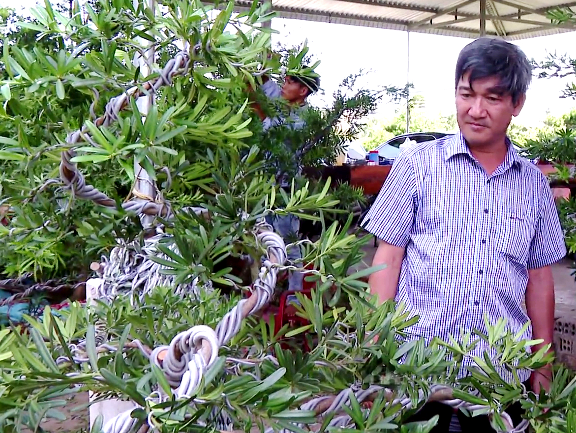 Độc lạ: Kỹ sư xây dựng ở Tiền Giang trồng loại kiểng sống 100 tuổi, mỗi vườn có giá triệu đô - Ảnh 2.