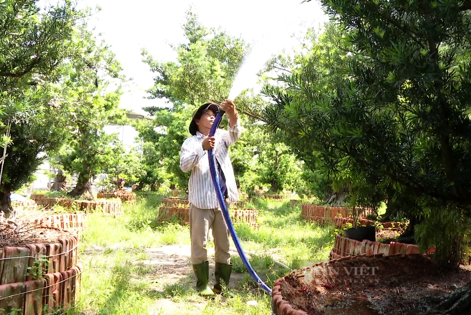 Độc lạ: Kỹ sư xây dựng ở Tiền Giang trồng loại kiểng sống 100 tuổi, mỗi vườn có giá triệu đô - Ảnh 4.