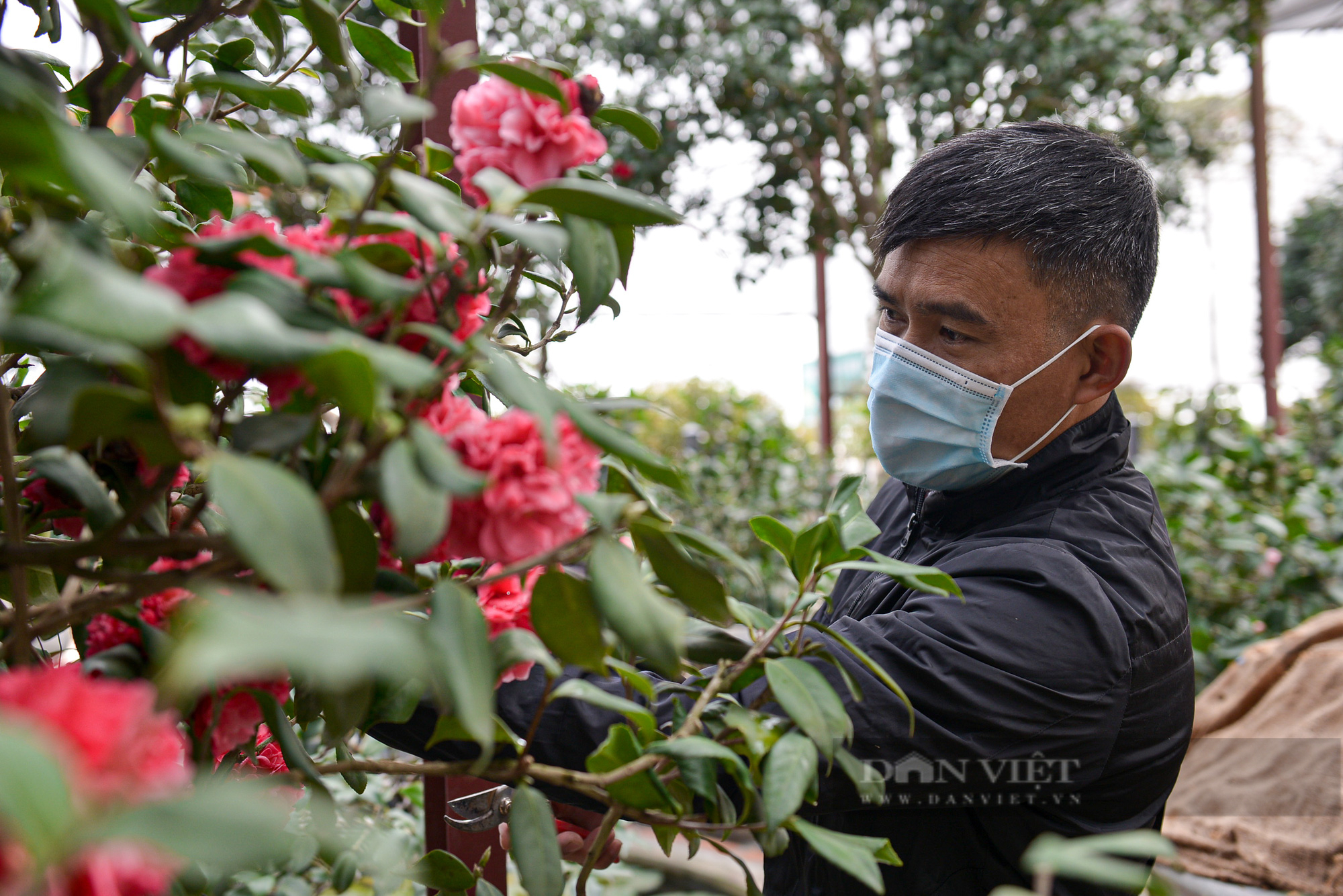 Ghé thăm vườn hoa trà trị giá bạc tỉ của anh nông dân tại Hưng Yên - Ảnh 3.