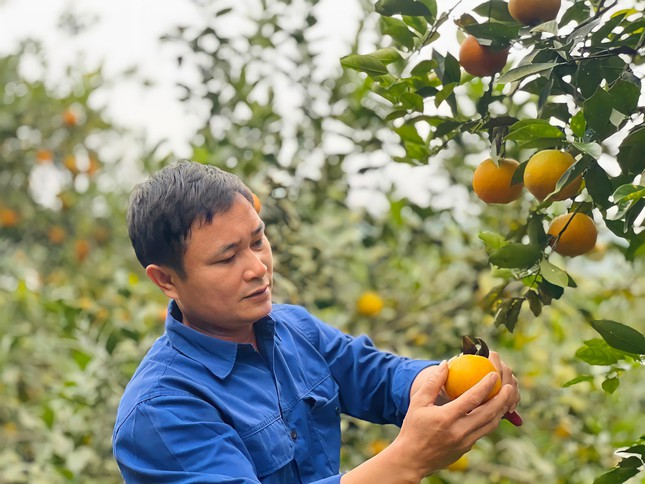 'Thủ phủ cam' chín vàng rực cả khu đồi, người dân 'ém hàng' chờ Tết - Ảnh 22.