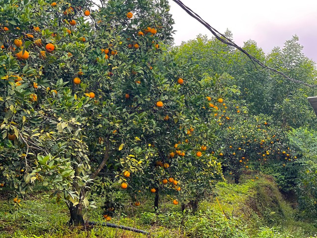 'Thủ phủ cam' chín vàng rực cả khu đồi, người dân 'ém hàng' chờ Tết - Ảnh 12.