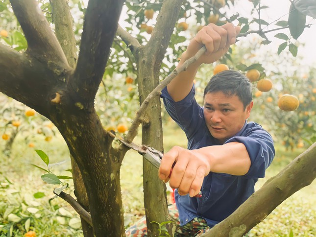 'Thủ phủ cam' chín vàng rực cả khu đồi, người dân 'ém hàng' chờ Tết - Ảnh 16.