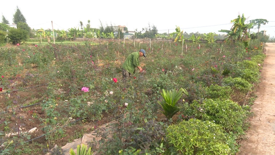 Trồng hoa hồng như trồng cây cảnh, nông dân này của tỉnh Thái Bình &quot;bỏ túi&quot; hàng trăm triệu/năm - Ảnh 1.