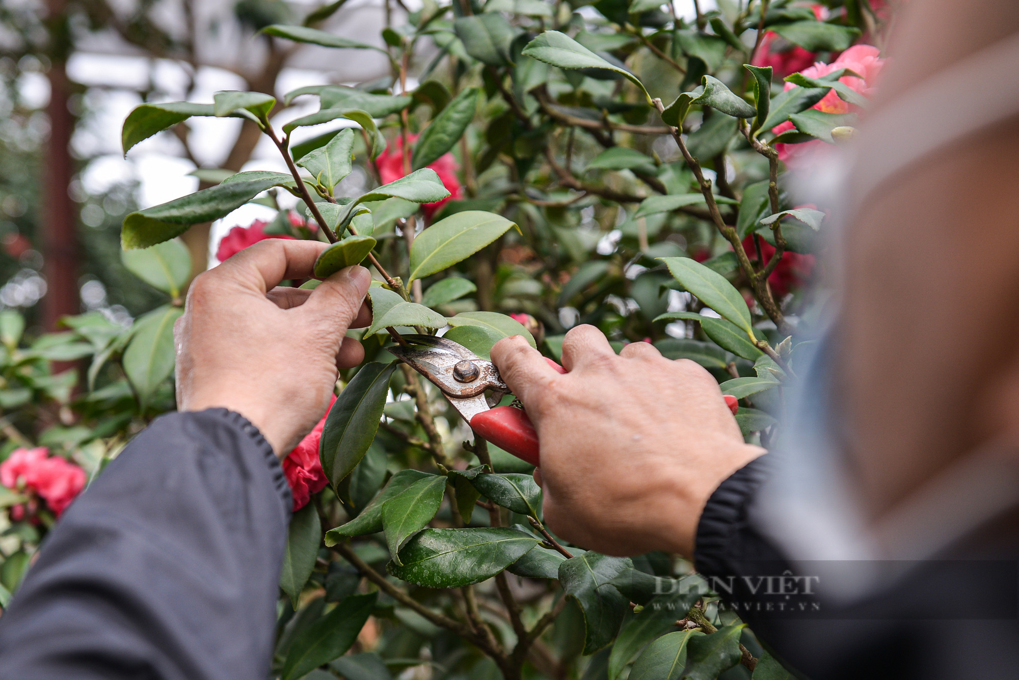 Ghé thăm vườn hoa trà trị giá bạc tỉ của anh nông dân tại Hưng Yên - Ảnh 6.