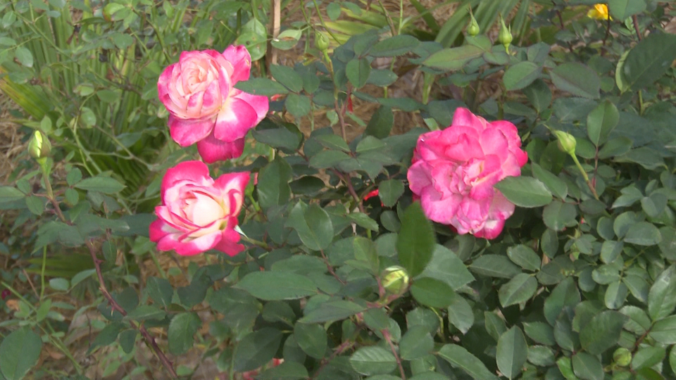 Trồng hoa hồng như trồng cây cảnh, nông dân này của tỉnh Thái Bình &quot;bỏ túi&quot; hàng trăm triệu/năm - Ảnh 7.
