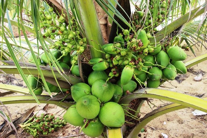 Việt Nam có 1 loại dừa mang tên rất dị, quả nhỏ bằng lòng bàn tay thôi mà cho đầy nước - Ảnh 5.