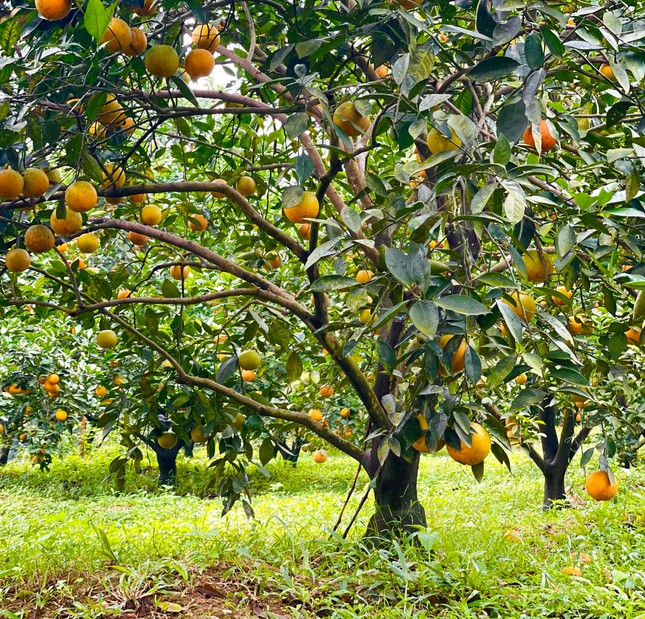 'Thủ phủ cam' chín vàng rực cả khu đồi, người dân 'ém hàng' chờ Tết - Ảnh 2.