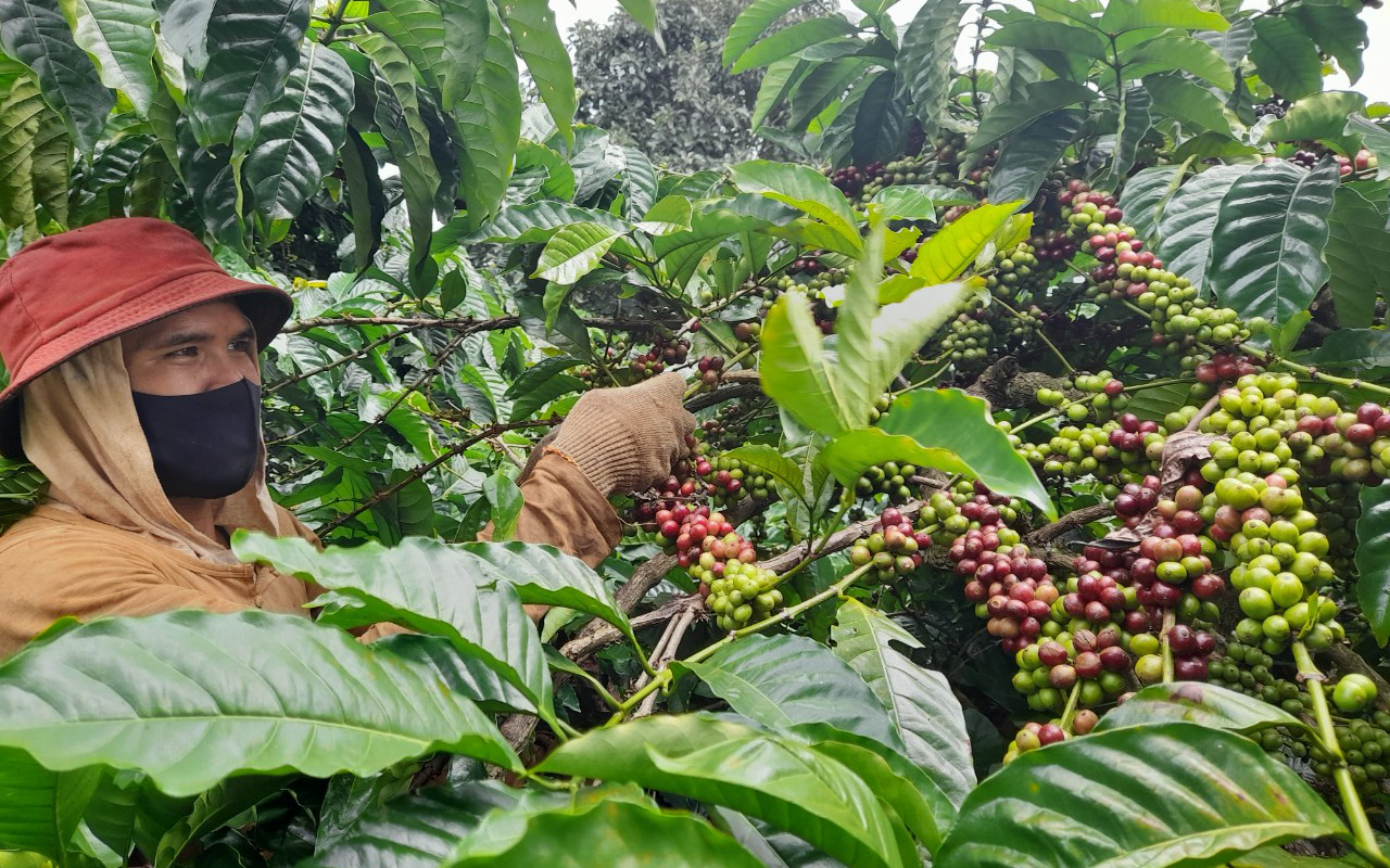 Giá cà phê nhân Đắk Lắk hôm nay: Giá lại giảm, vì sao phải cắt tỉa cành cà phê sau thu hoạch?