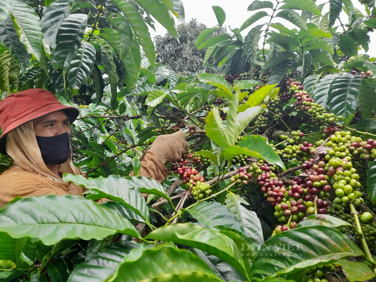 Giá cà phê hôm nay: Cà phê Tây Nguyên giảm nhẹ, nông dân chia sẻ bí quyết thu 5 tấn/ha - Ảnh 2.