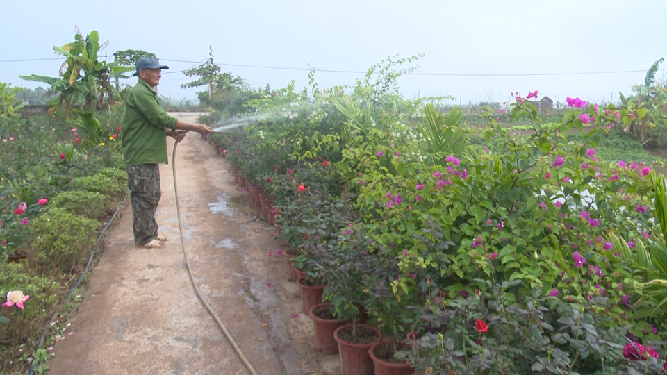 Trồng hoa hồng như trồng cây cảnh, nông dân này của tỉnh Thái Bình &quot;bỏ túi&quot; hàng trăm triệu/năm - Ảnh 3.