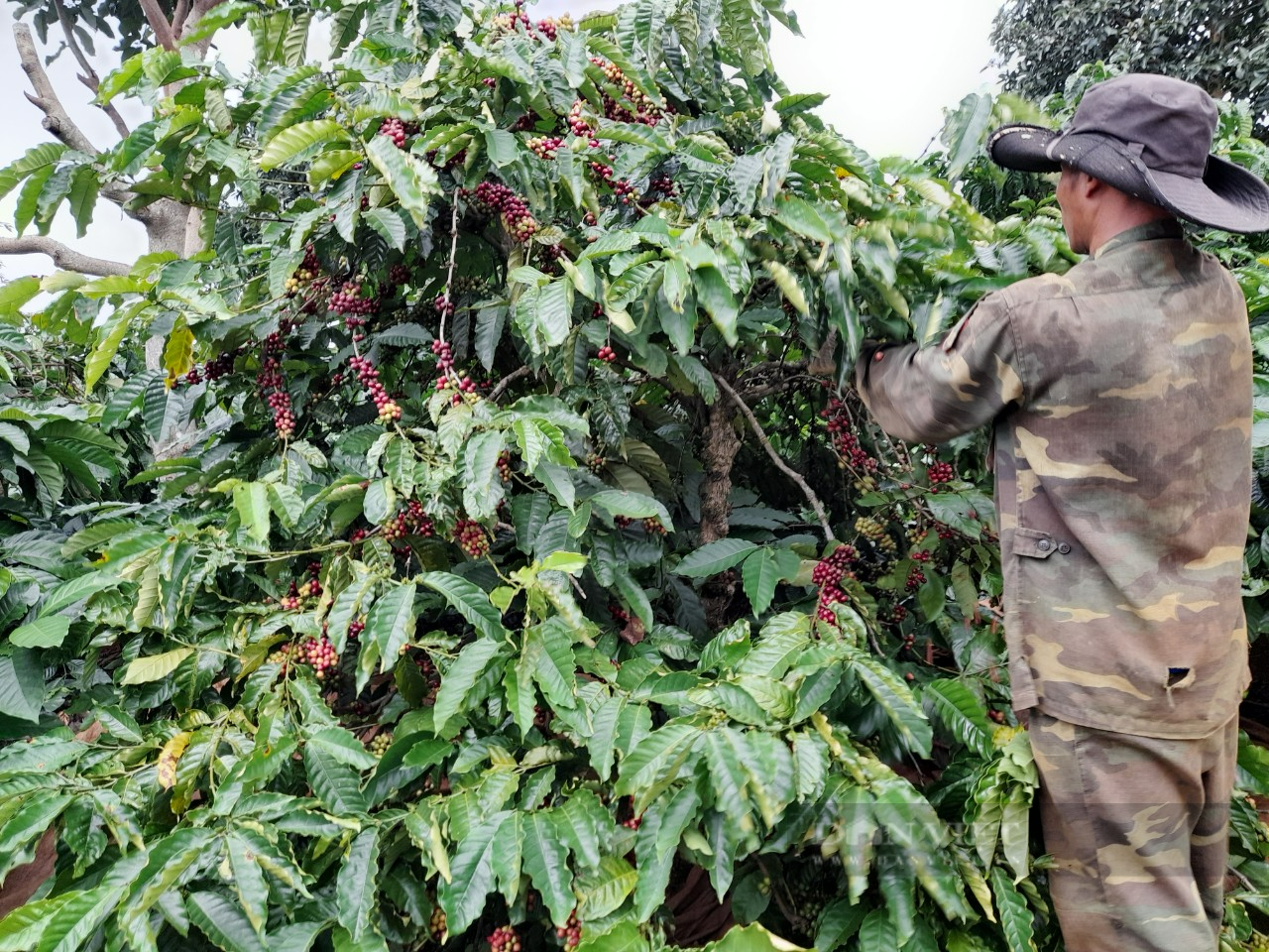 Giá cà phê hôm nay: Cà phê Tây Nguyên giảm nhẹ, nông dân chia sẻ bí quyết thu 5 tấn/ha - Ảnh 4.