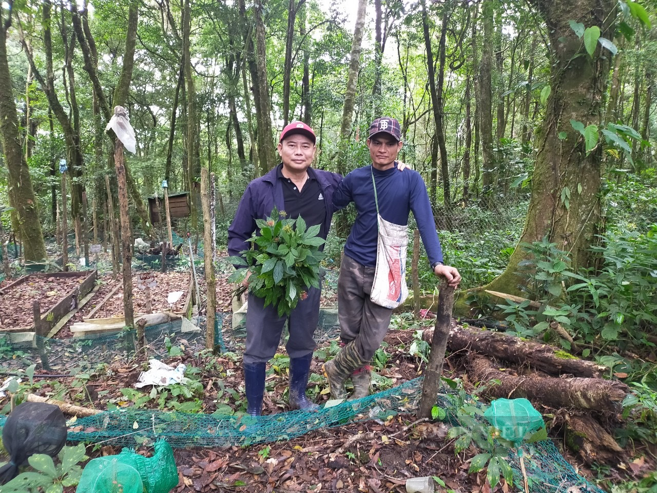 Giám đốc Công ty Sâm Việt Nam: “Phát triển vùng nguyên liệu sâm là tạo sinh kế cho đồng bào dân tộc thiểu số”  - Ảnh 4.