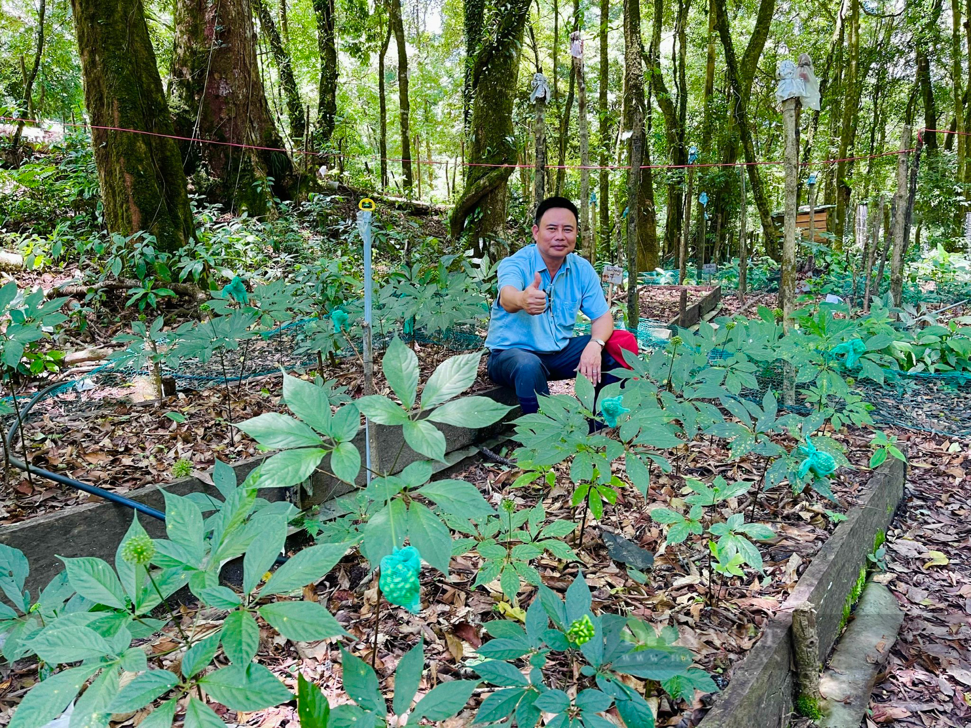 Giám đốc Công ty Sâm Việt Nam: “Phát triển vùng nguyên liệu sâm là tạo sinh kế cho đồng bào dân tộc thiểu số”  - Ảnh 1.