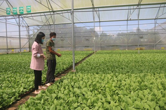 Bà Rịa - Vũng Tàu: Phát triển nông nghiệp công nghệ cao theo hướng bền vững - Ảnh 1.