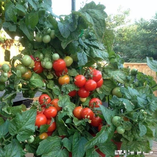 Cà chua quá đắt, mách bạn cách trồng cà chua ở ban công, vừa đẹp vừa ăn được luôn - Ảnh 2.