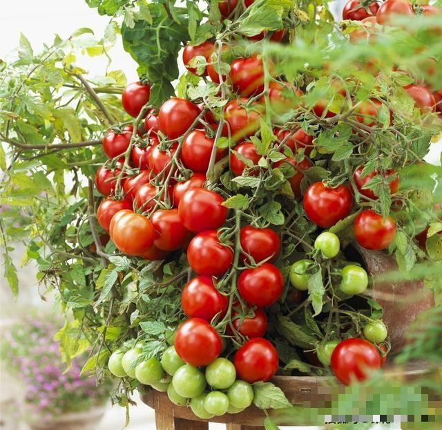 Cà chua quá đắt, mách bạn cách trồng cà chua ở ban công, vừa đẹp vừa ăn được luôn - Ảnh 1.