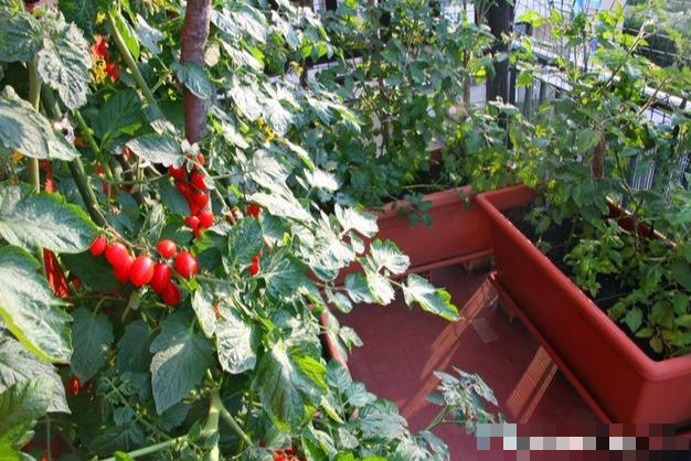 Cà chua quá đắt, mách bạn cách trồng cà chua ở ban công, vừa đẹp vừa ăn được luôn - Ảnh 3.