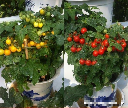 Cà chua quá đắt, mách bạn cách trồng cà chua ở ban công, vừa đẹp vừa ăn được luôn - Ảnh 4.