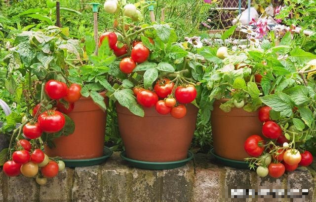 Cà chua quá đắt, mách bạn cách trồng cà chua ở ban công, vừa đẹp vừa ăn được luôn - Ảnh 5.
