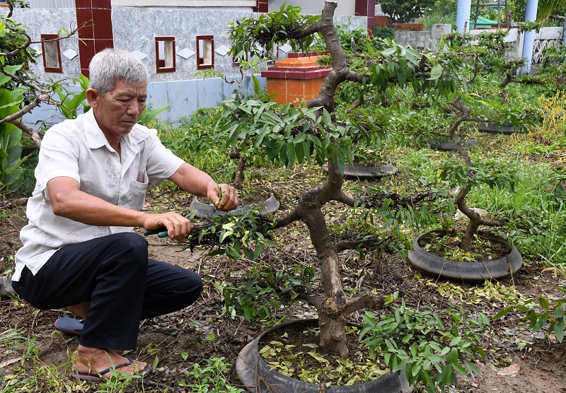 Cà Mau: Trồng các loại cây cảnh này trong vườn, rãnh thì cắt tỉa, uốn lượn, bất ngờ có ngày giàu có lên - Ảnh 1.