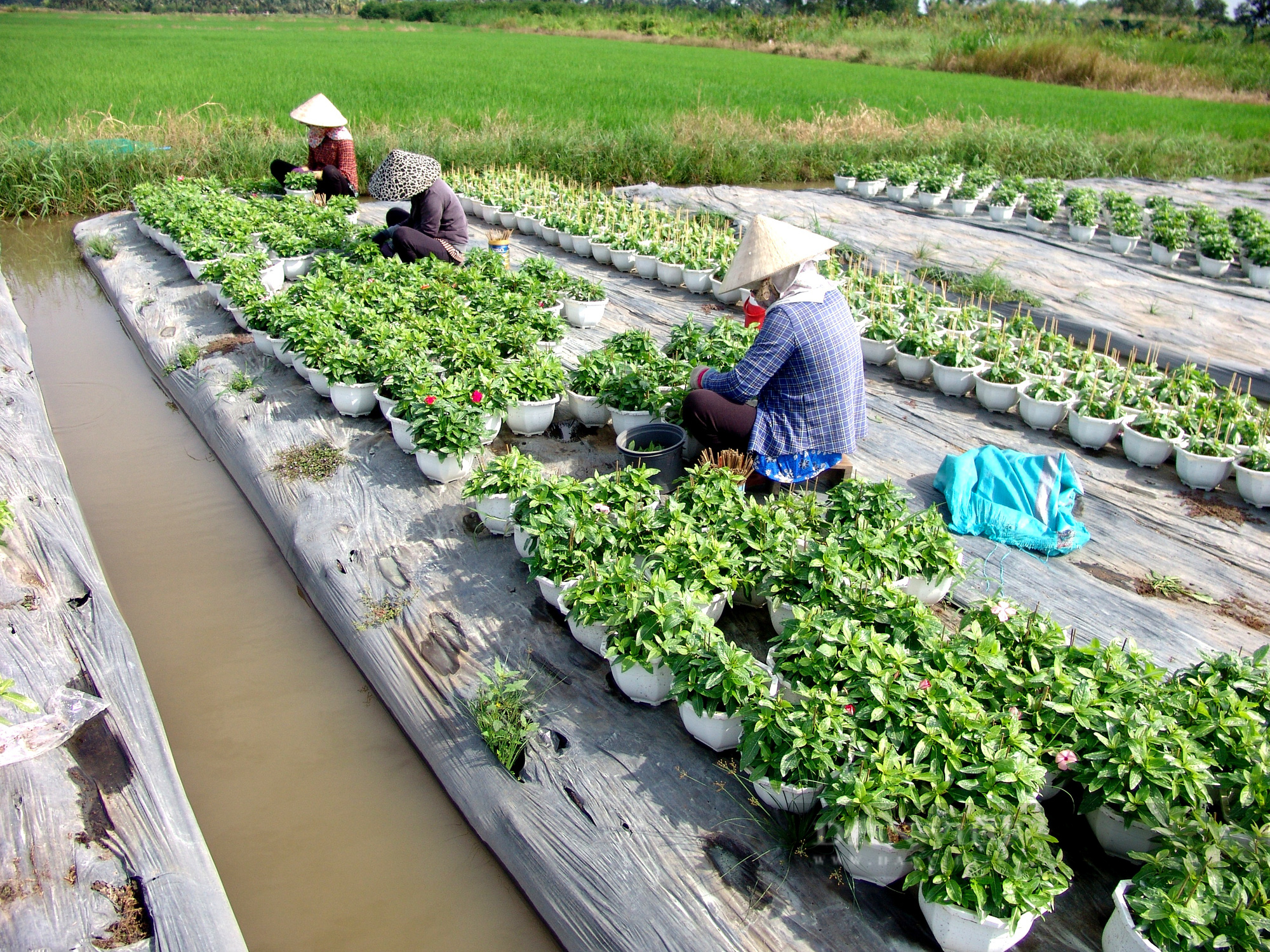 Chưa ra chợ tết, hoa tết đã kém “tươi” - Ảnh 4.