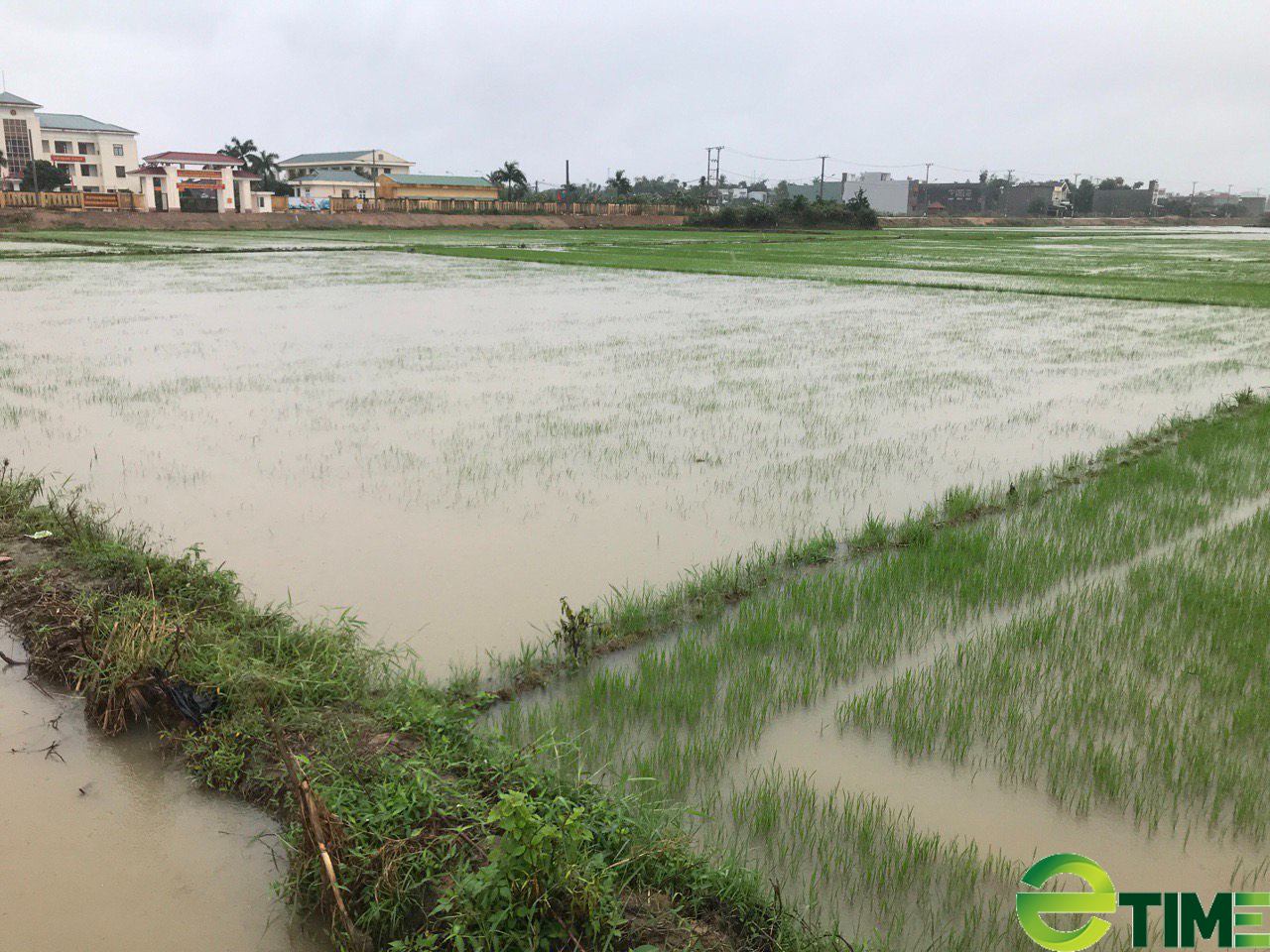 Nông dân Bình Định cứu lúa “chết yểu” vì ngập úng - Ảnh 4.