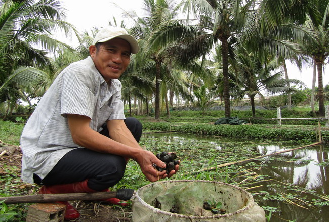 Bình Định: Thang thang đi nhặt loài ốc đặc sản ở ngoài đồng, suối hoang về nuôi, lãi nửa tỷ, cả làng phục sát đất - Ảnh 1.